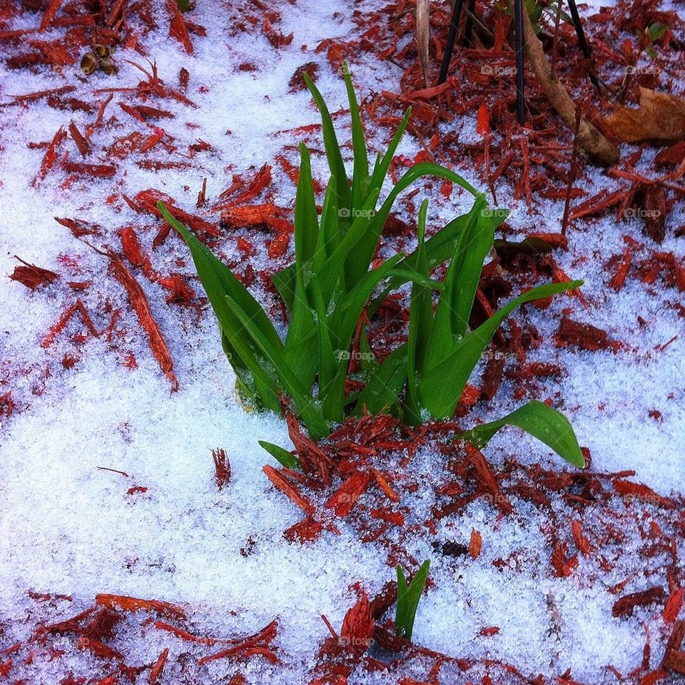 Spring snow 