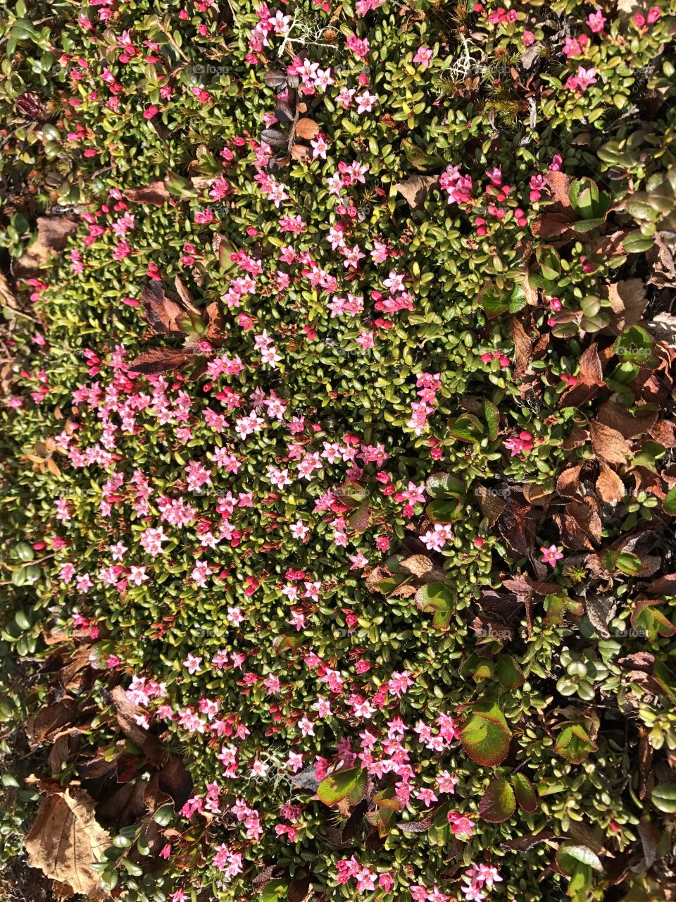 Green n pink wild flowers 