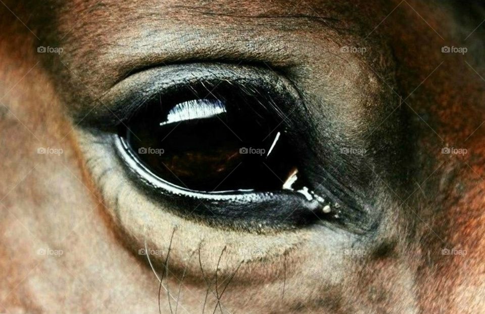 Horse Eye