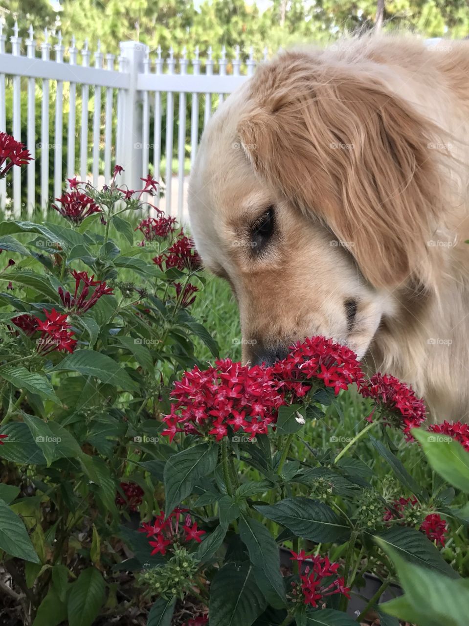 golden retriever sniffing garden