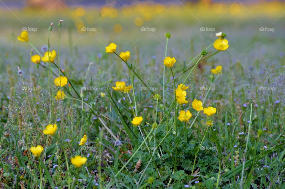 Yellow buttercups flower field