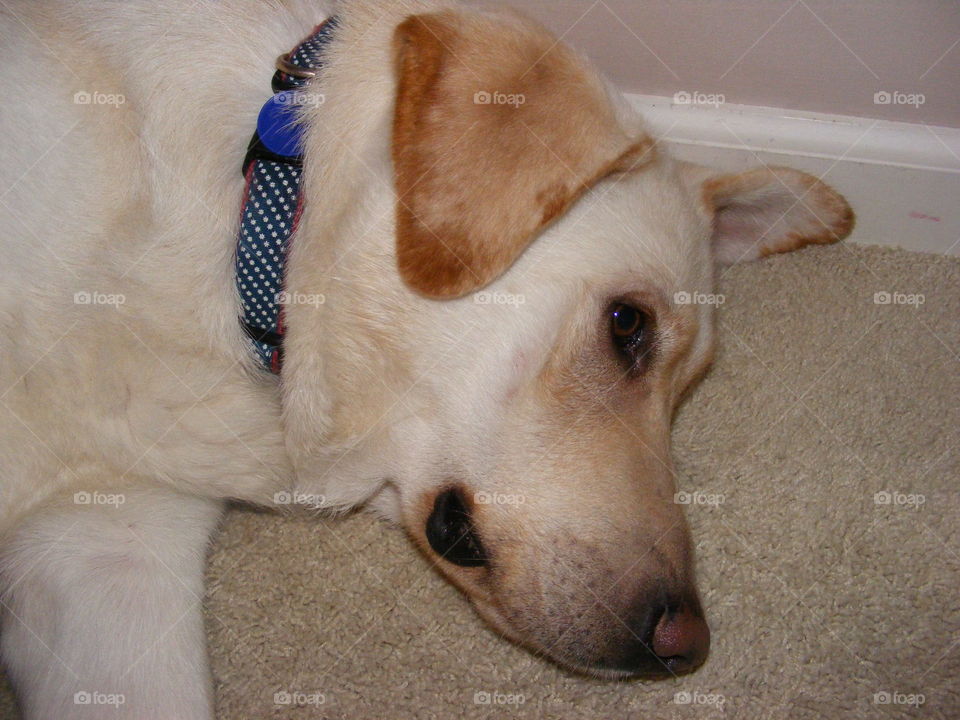Timber is a yellow Labrador retriever.