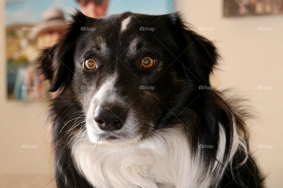 Zombie state mode, border collie sheepdog headshot with funny eye focus 