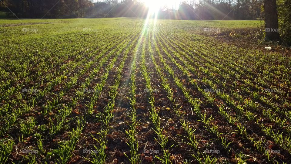 ryegrass rows in field with sun rays