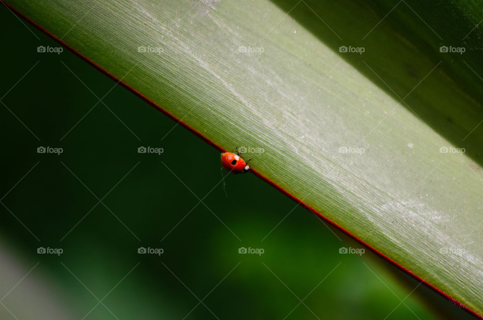 ladybug on the leaf