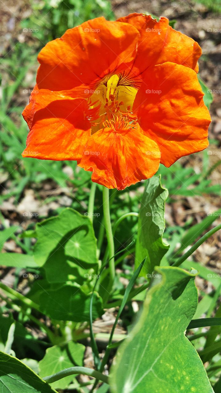 Nasturtiums. Flowers