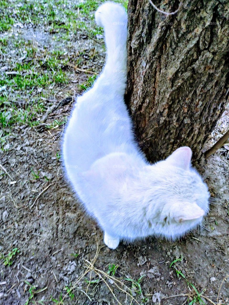 White cat