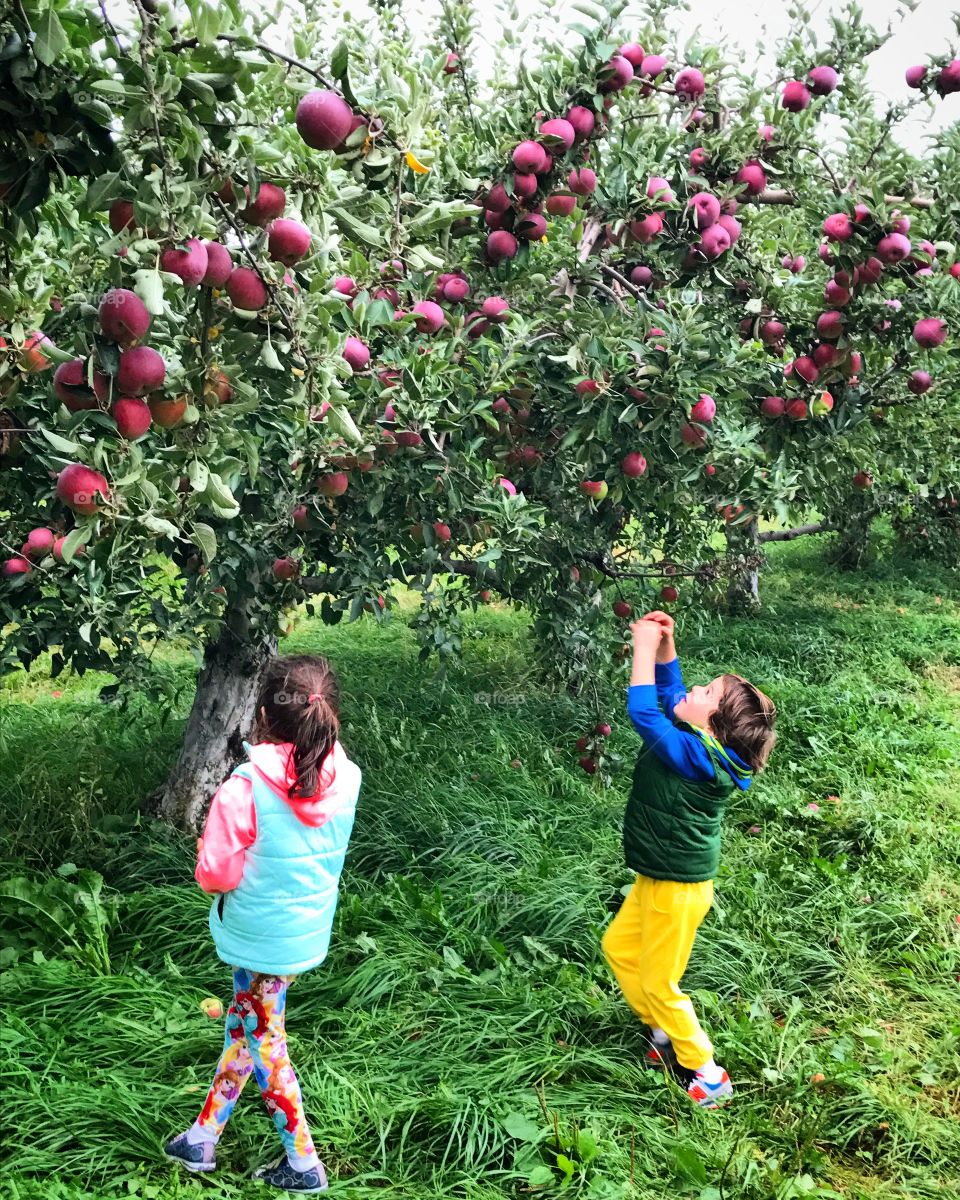 Apple picking