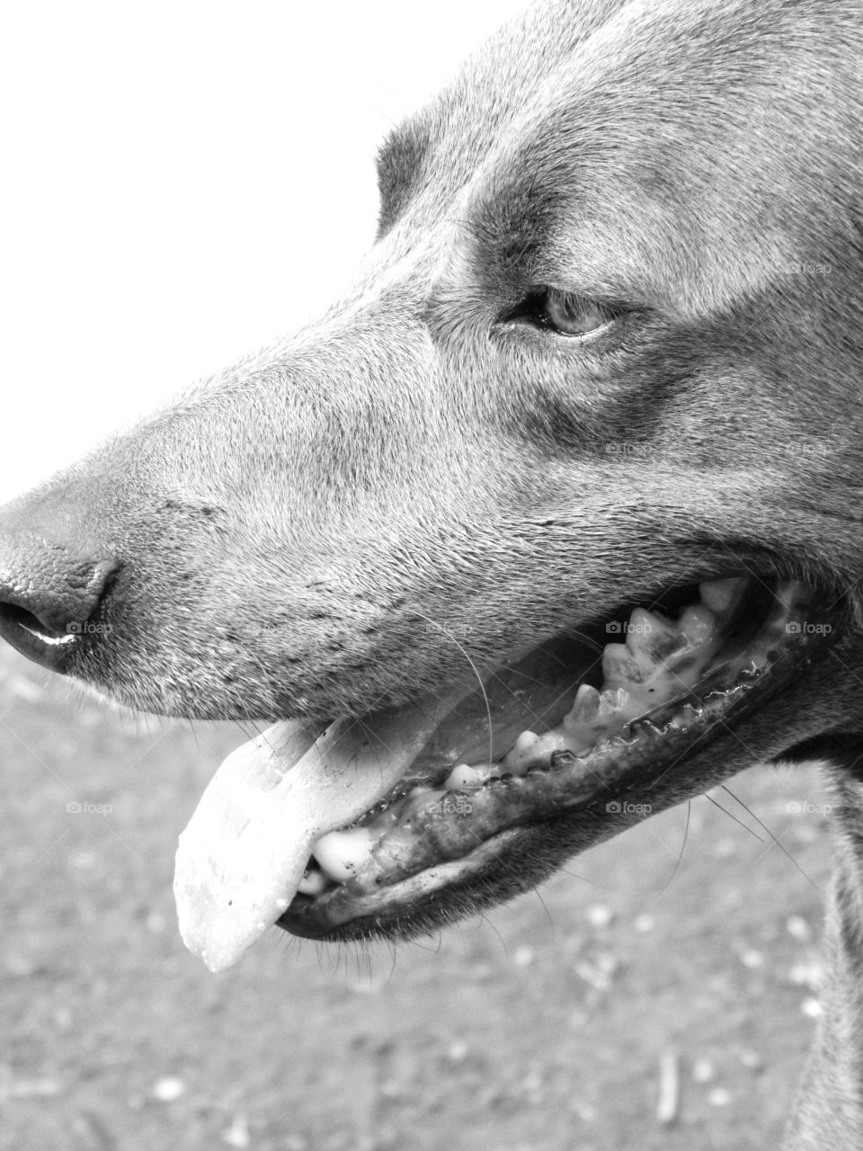 Smiling dog in grey scale.