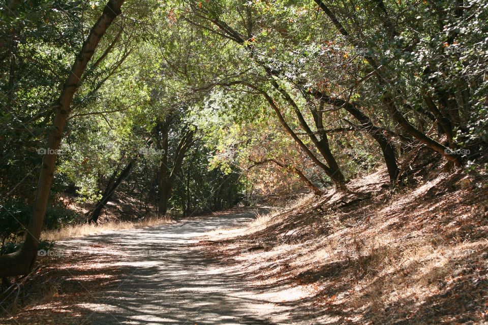 Trail in the woods 