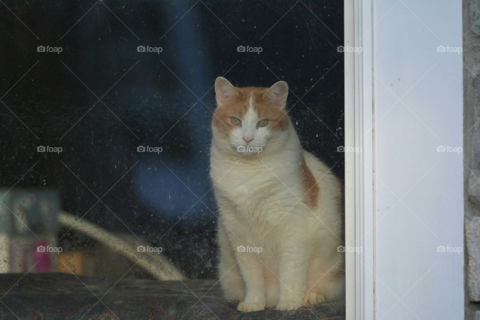 Cat through a basement window 