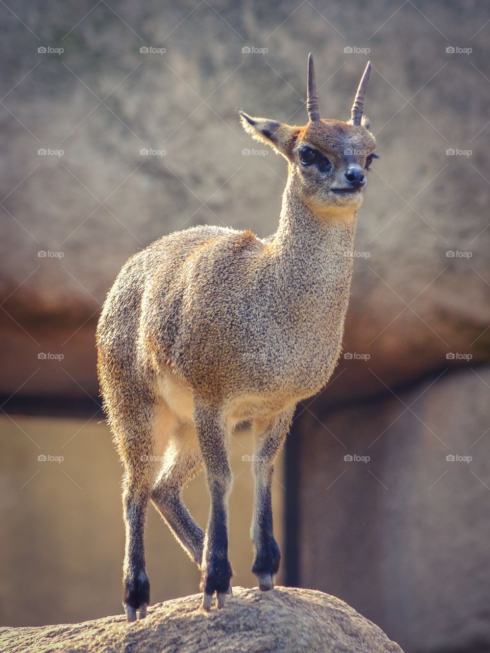 Portrait of klipspringer at zoo