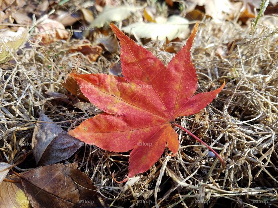 Red leaf in dead grass