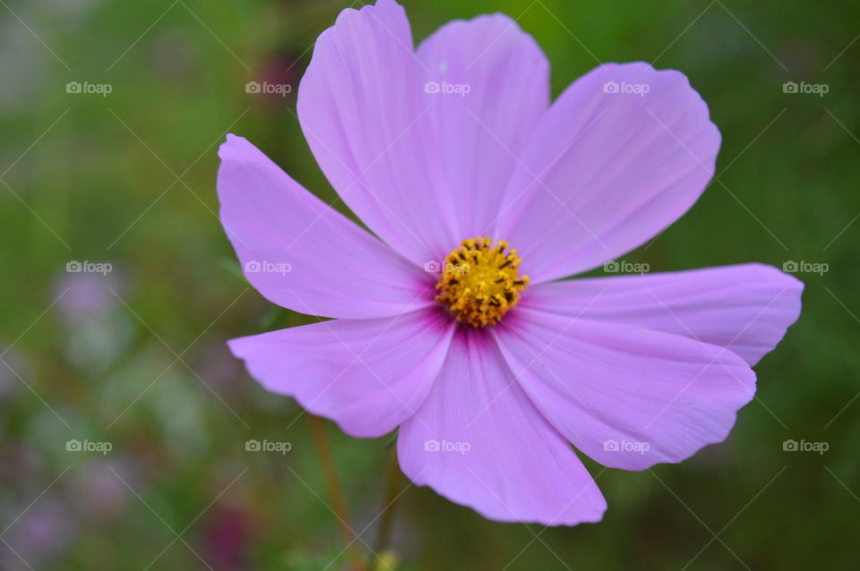 Close-up of purple cosmos flower blooming