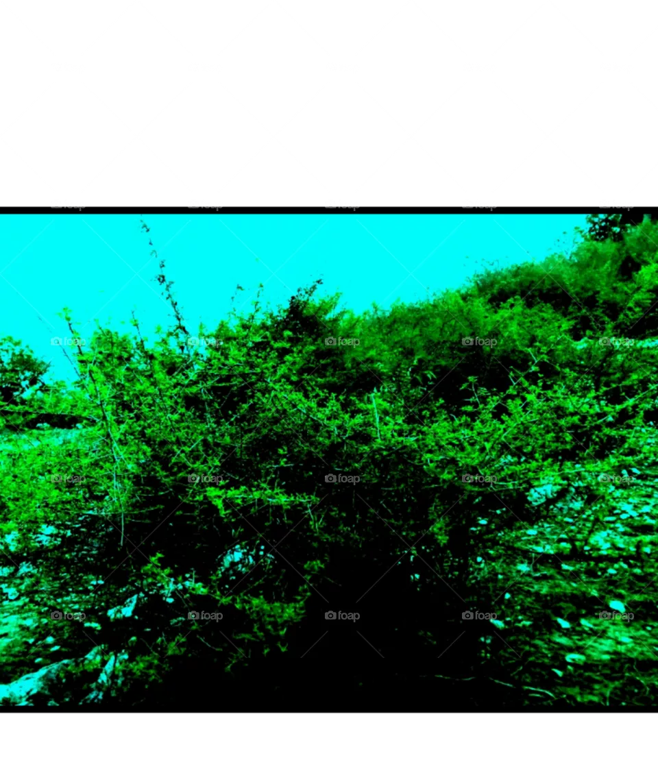 green tree image