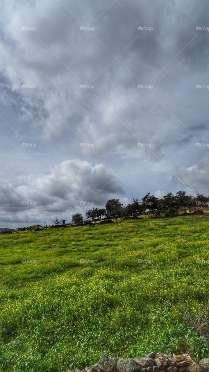 Beautiful day at the field