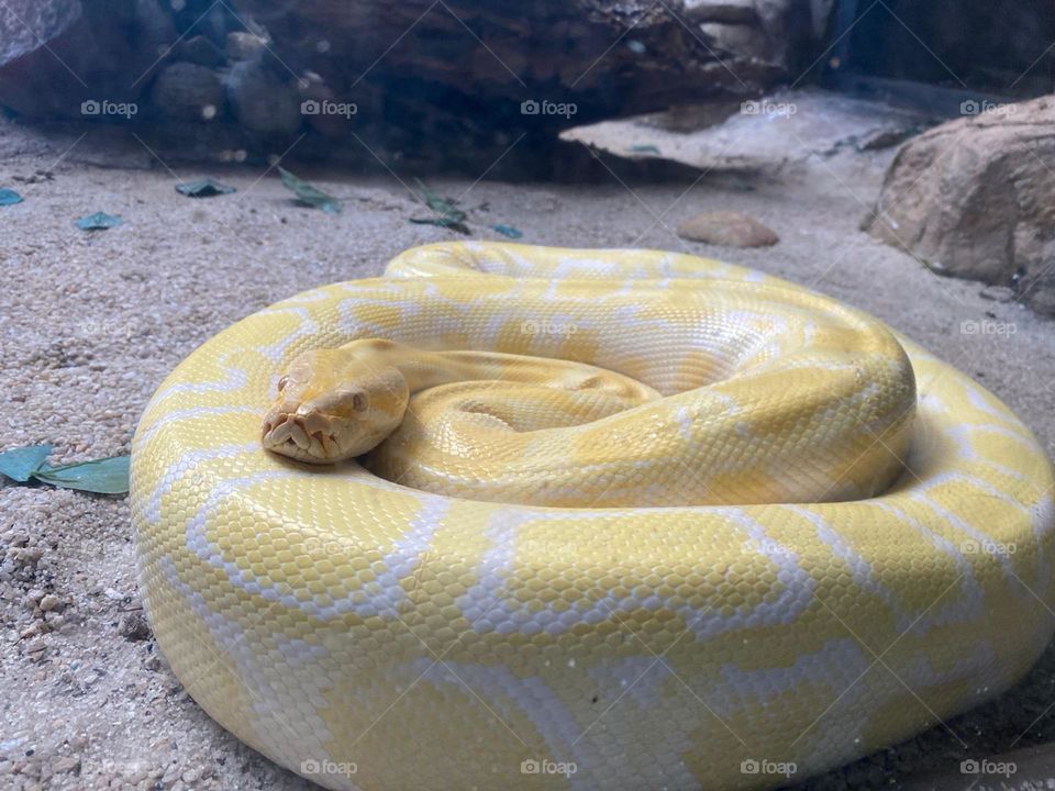 Curled up snake