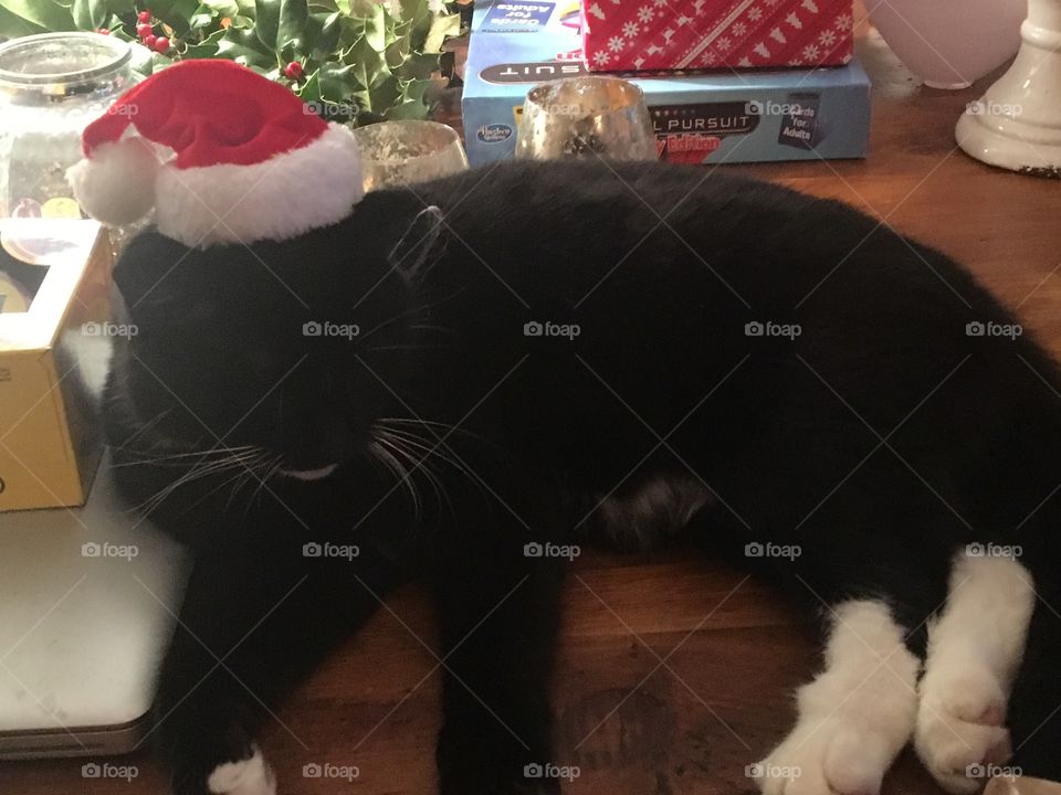 Cat in a hat. Cat in a Christmas hat. Black cat. White socks. 
