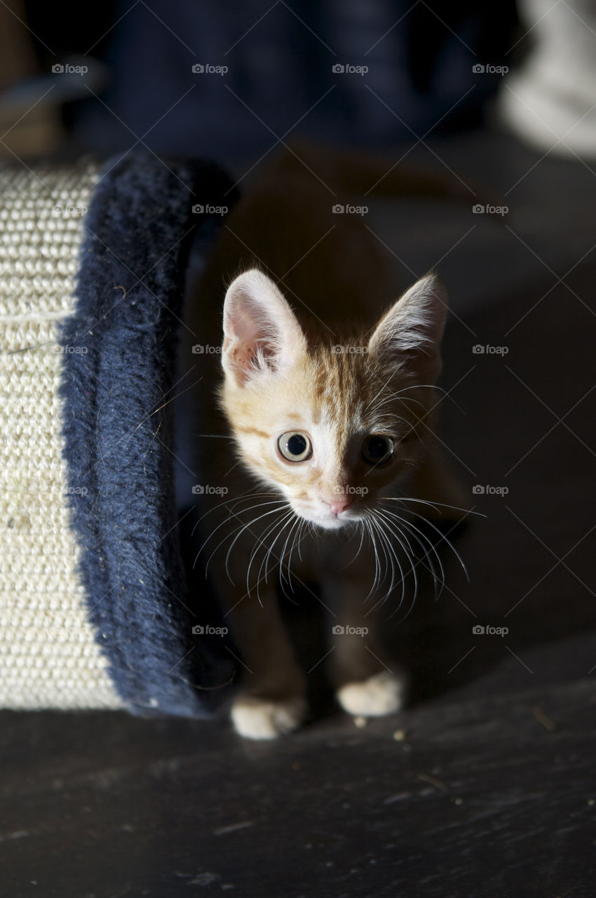 Ginger kitten 