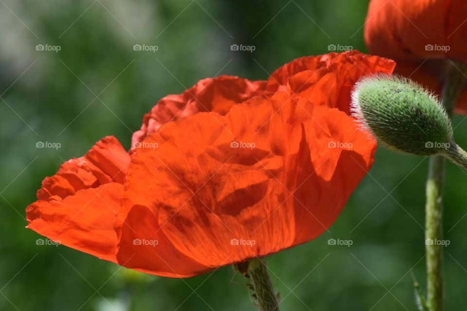 Orange/red poppy flower