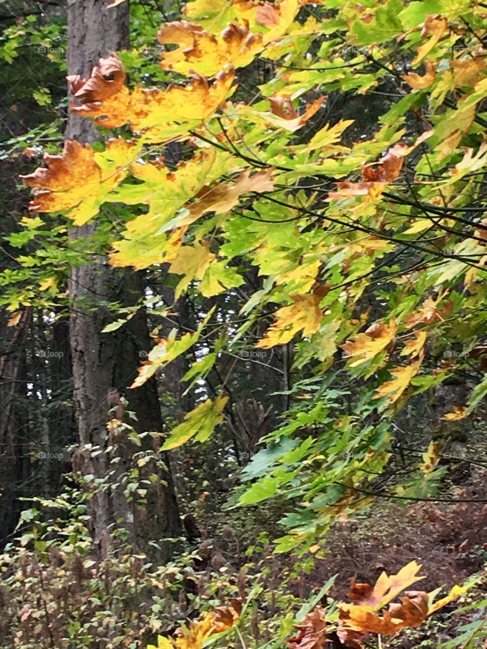 Autumn leaves in forest