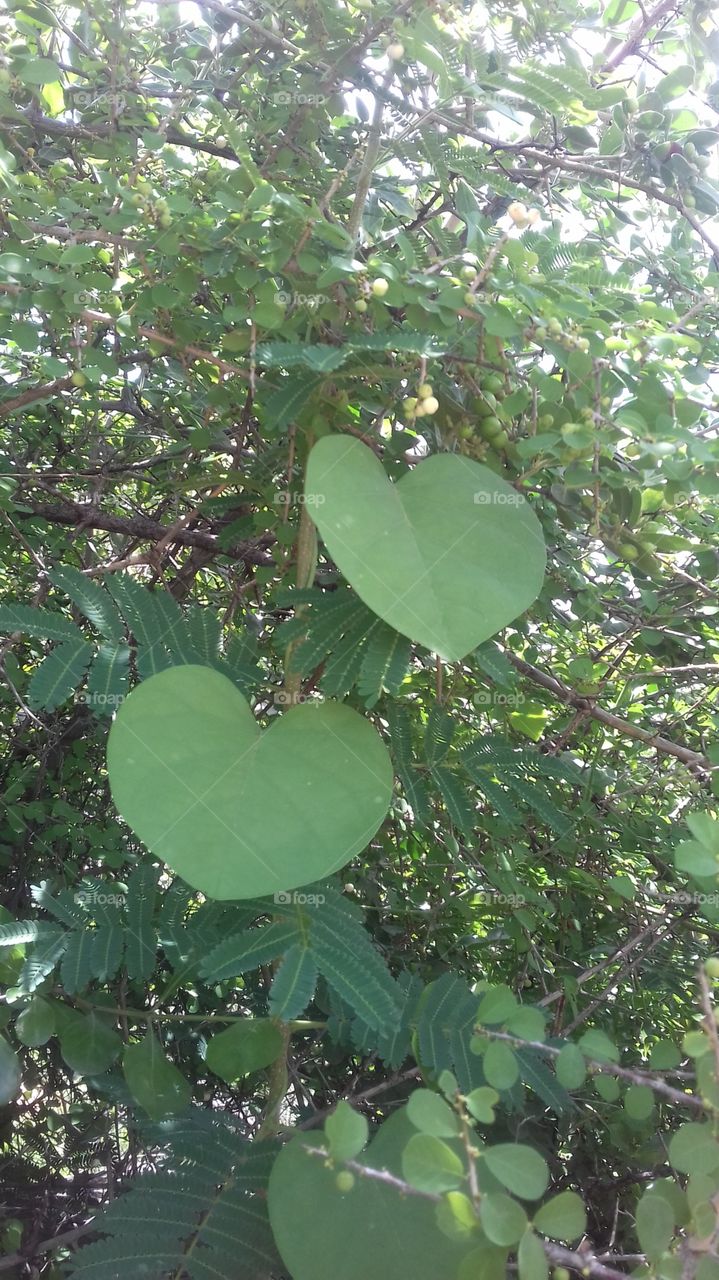 heart shaped leaves