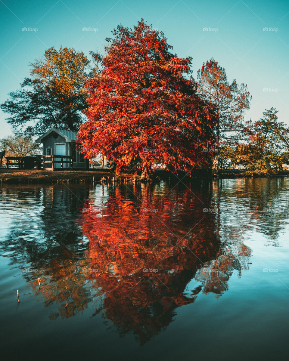 Colorful Tree In Front of Water