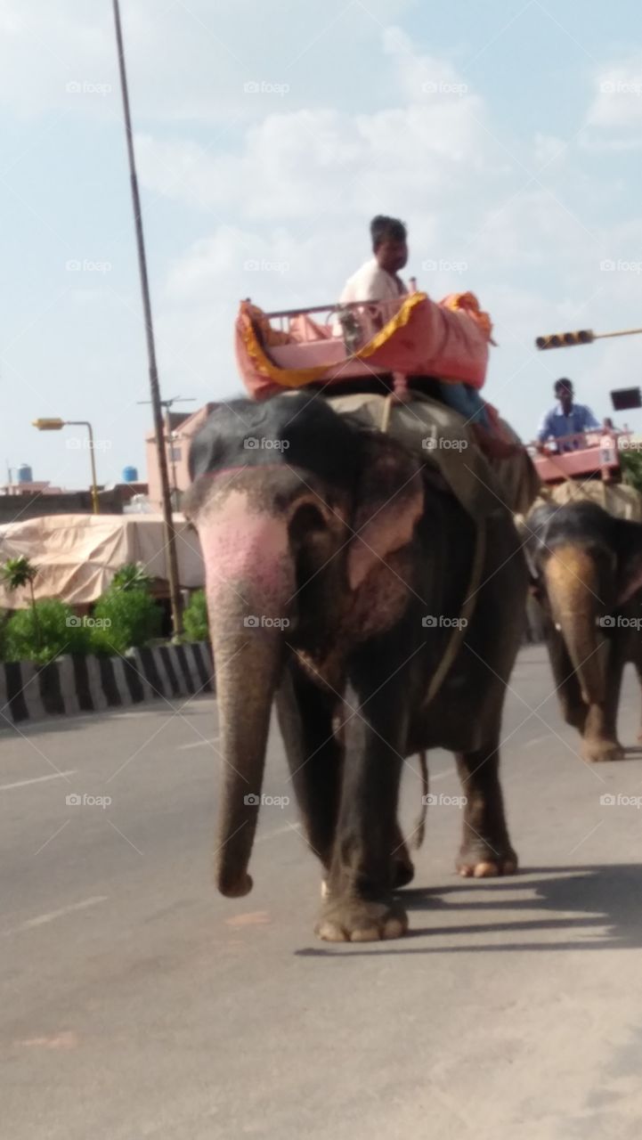 elephant