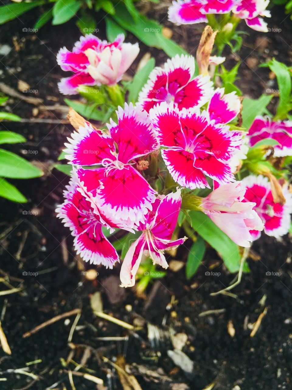 Tiny neon pink and white flowers