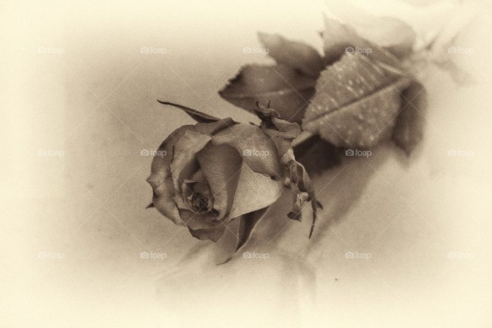 vintage rose
