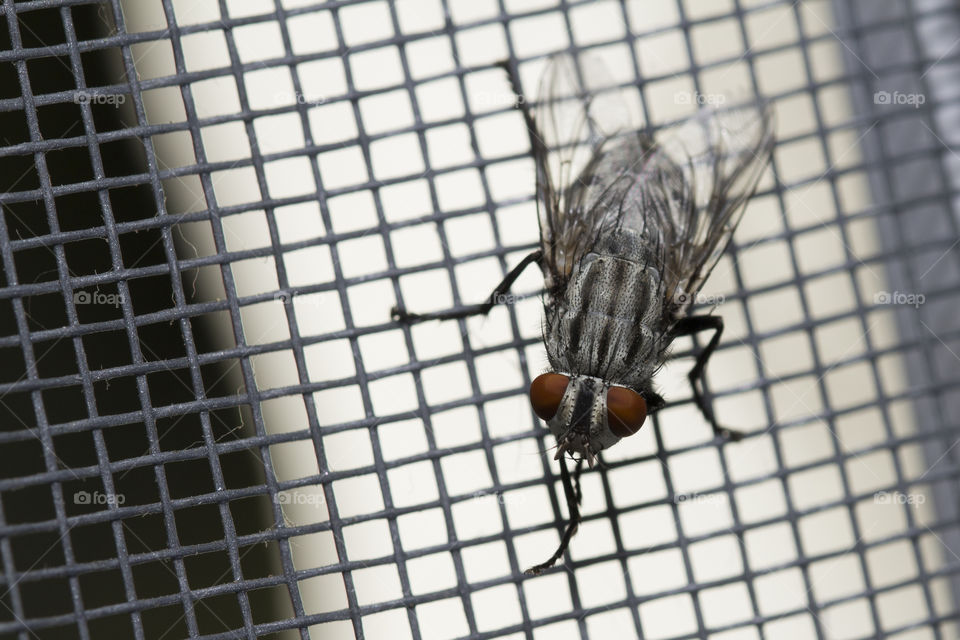 Fly close up, insect macro. Insect Screen Background. The flies are insect carriers of cholera. Living on kitchen accessories, fruits, vegetables and food scraps.