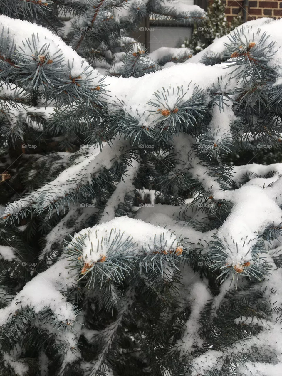 Snow on pine tree