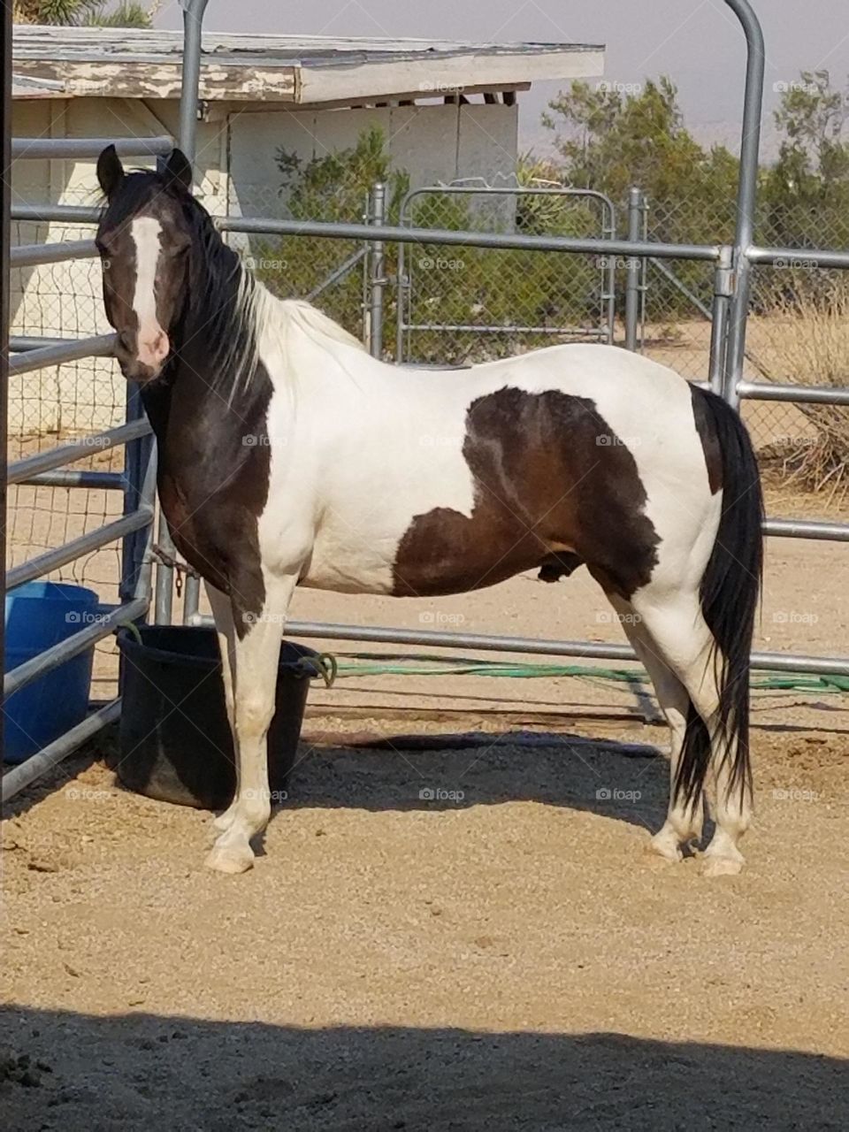 Pinto Pony standing square, side angle.