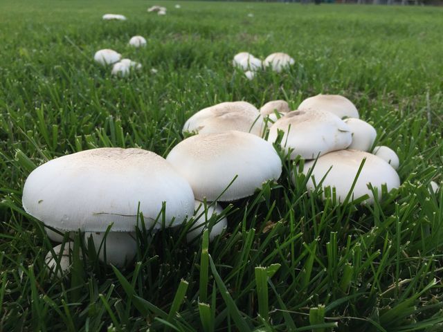 Smooth round mushrooms