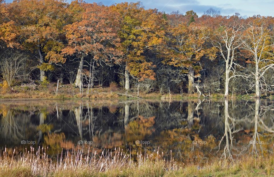 Kvalmsö nature reserve, Ronney Sweden