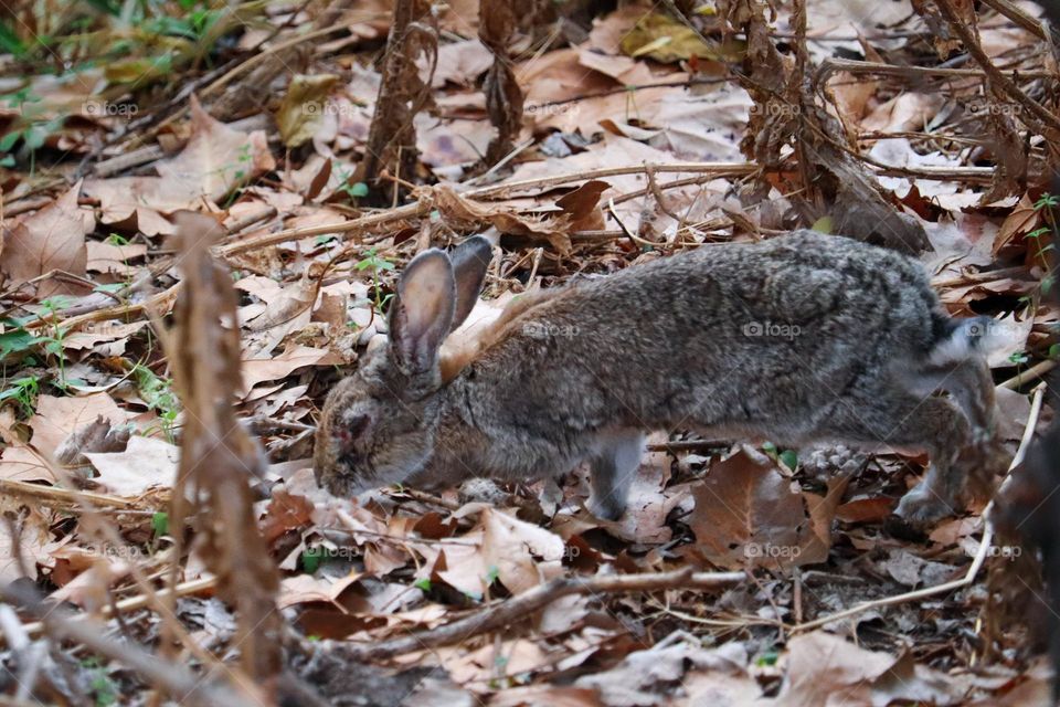 A wild rabbit in a wooded part of the city of Madrid