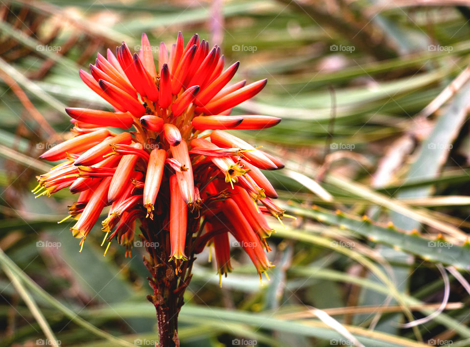 Aloe Vera flower