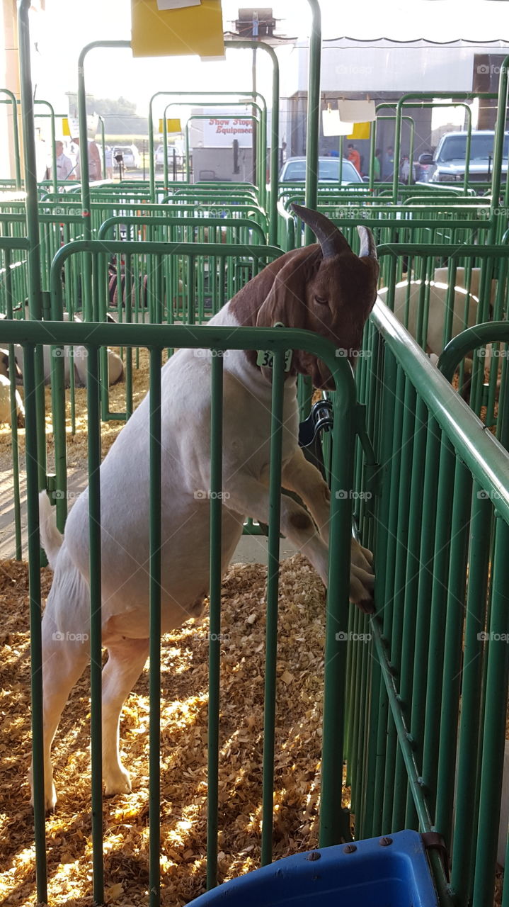 goat showing off at the fair