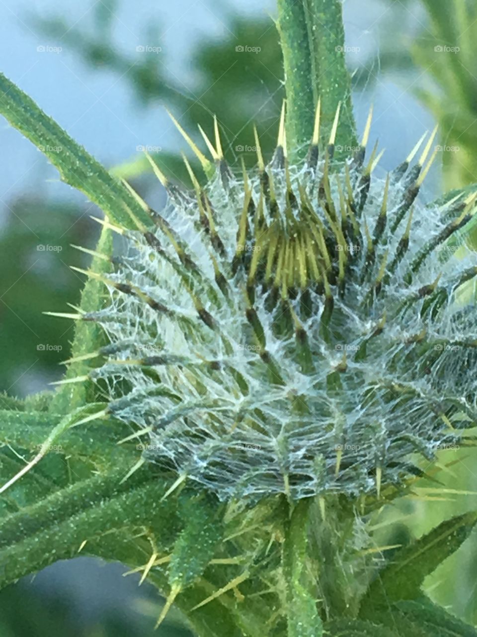 Thistle before it blooms - macro photography 