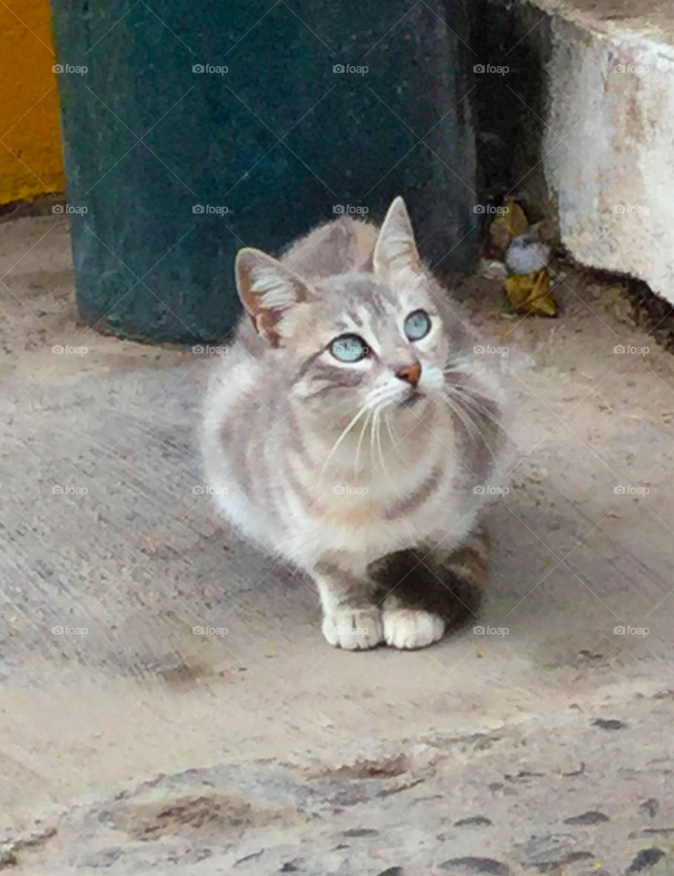 A light gray tabby cat with light blue eyes sitting outside its house in Lima, Perú.