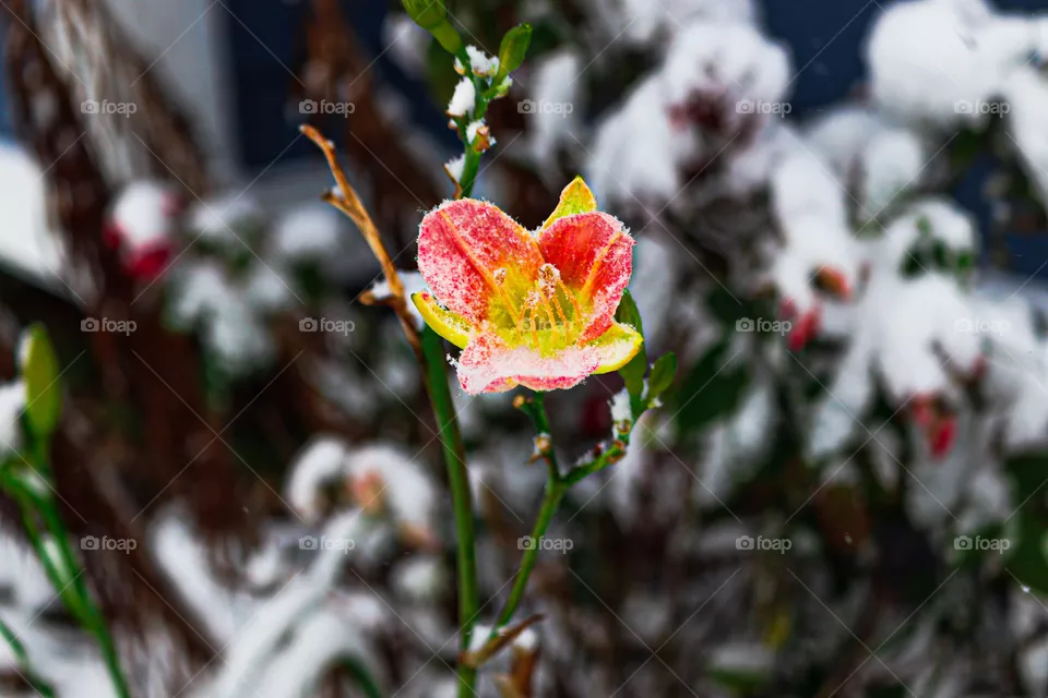 snowy pink flower