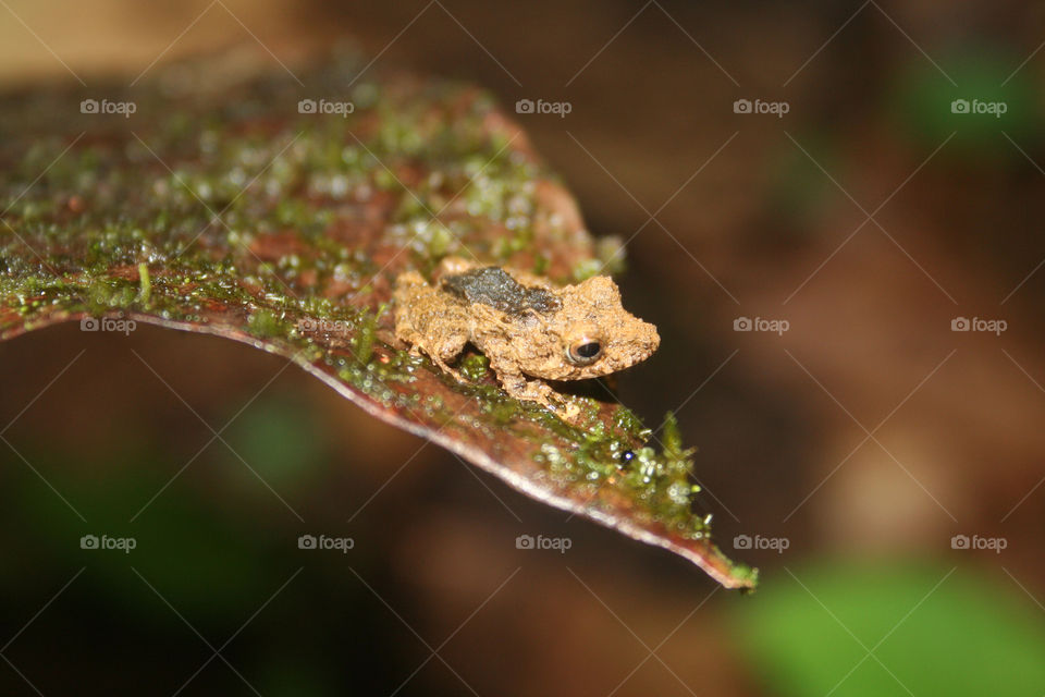 leaf cute tiny frog by geebee