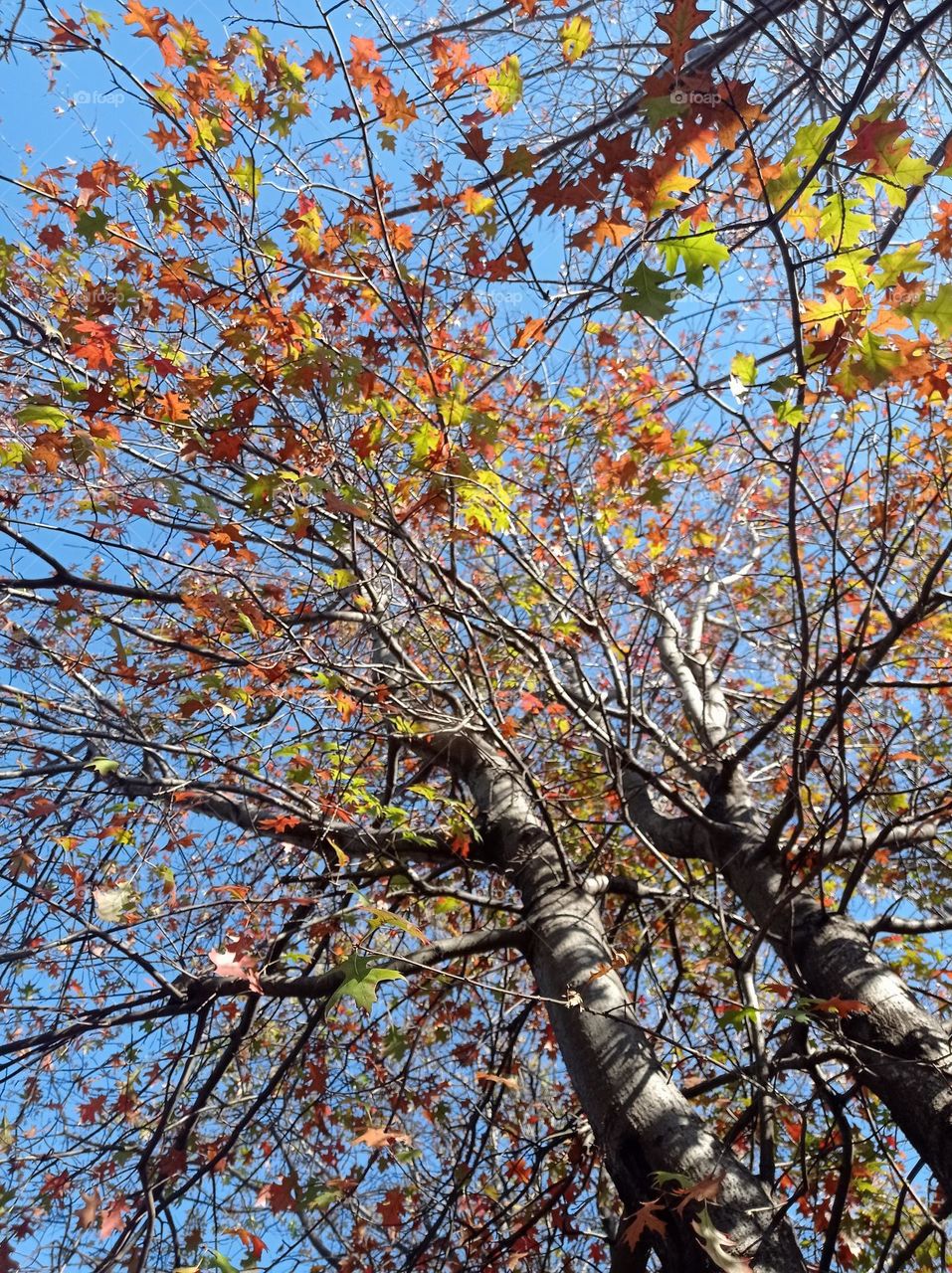 colorful leaves / hojas coloridas