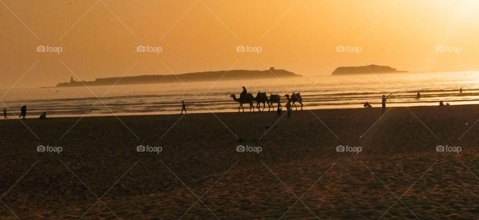 flock of camels in a trip near the beach at essaouira city in Morocco.
