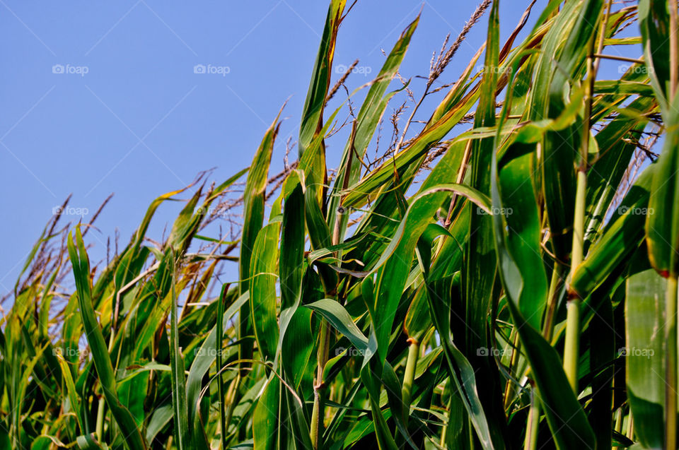 green yellow brown agriculture by refocusphoto