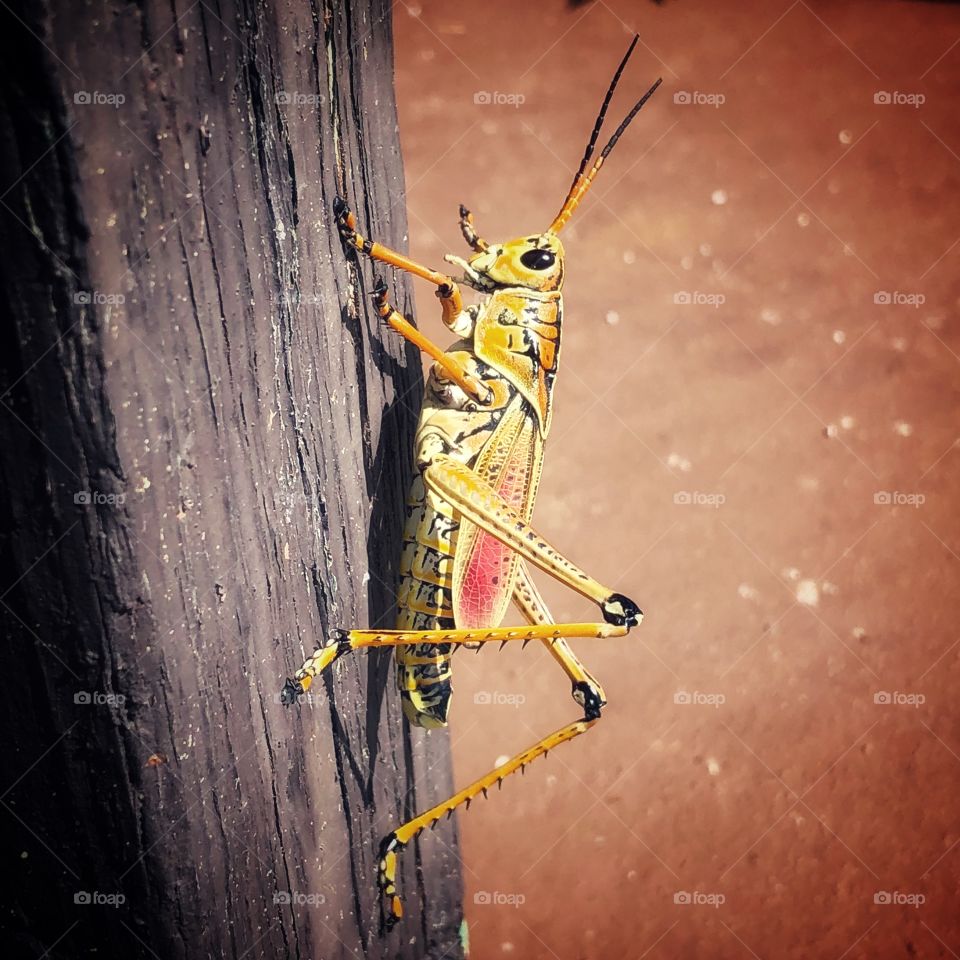 Grasshopper in the hotel ports of the island in Everglades City, Florida in August 2018
