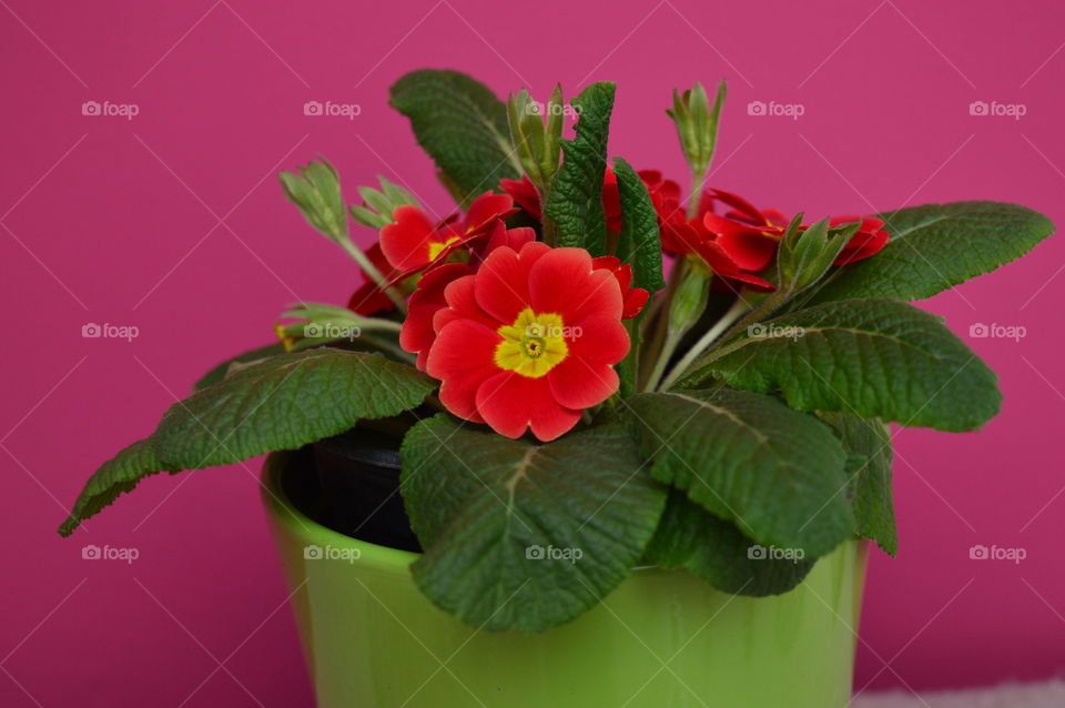 HOUSE PLANTS IN POTS