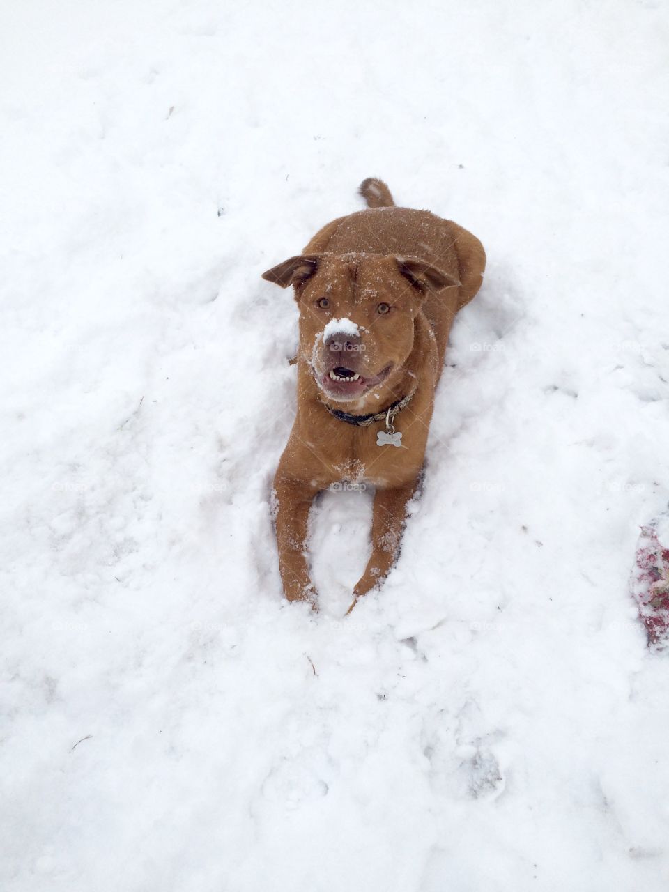 Snow pup