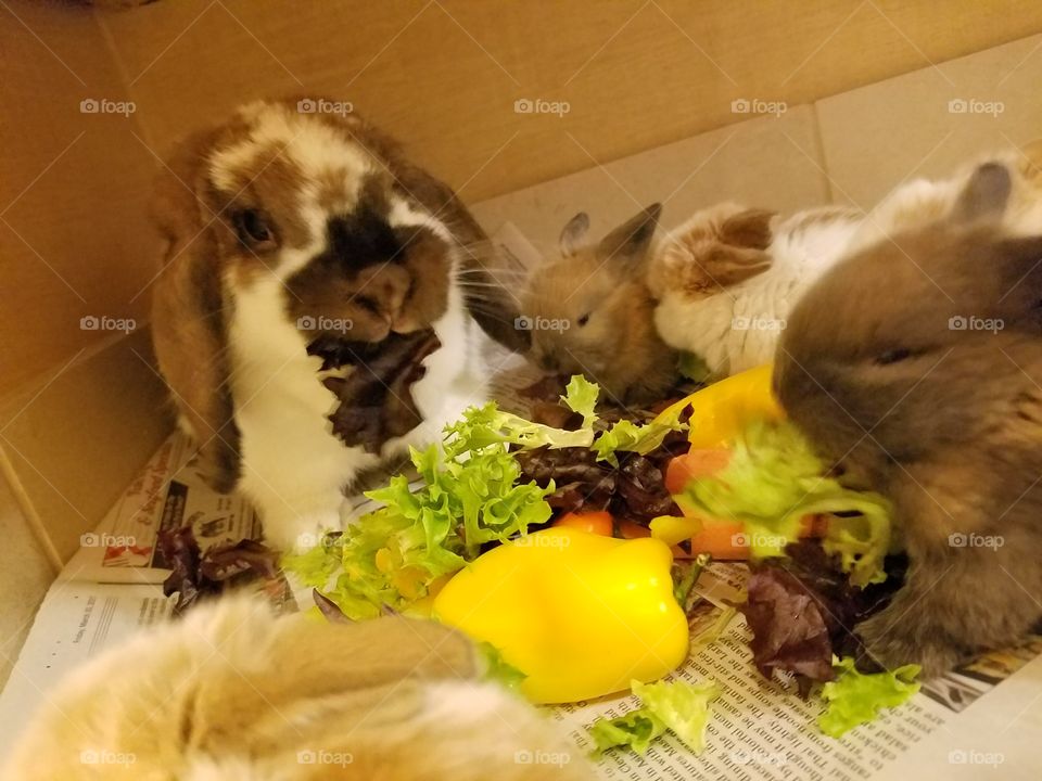 Mother Bunny Rabbit Eating Vegetables with Babies