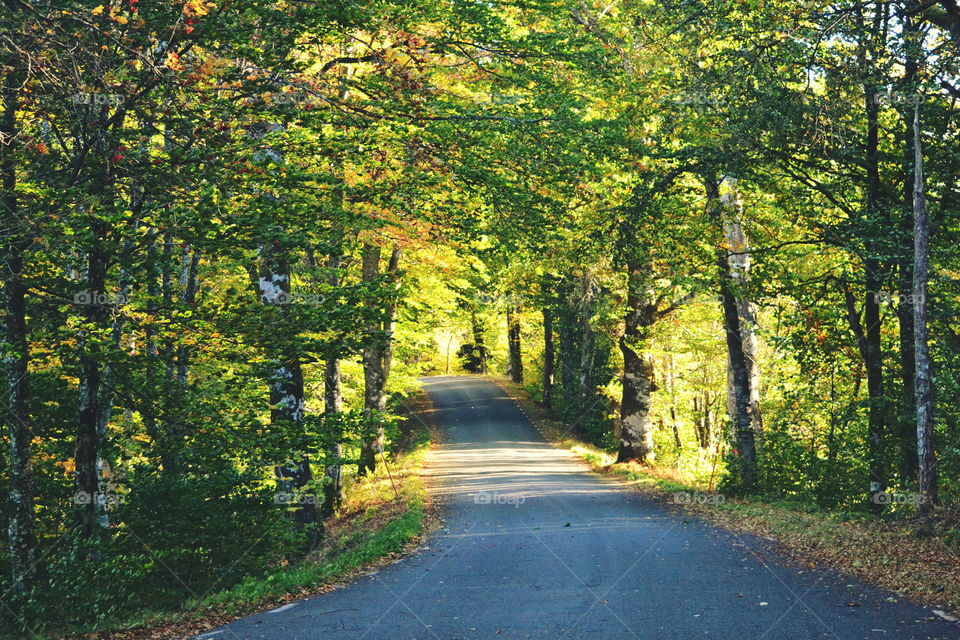 Road, Leaf, Guidance, Tree, Fall